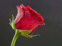 beautiful rose background images 1