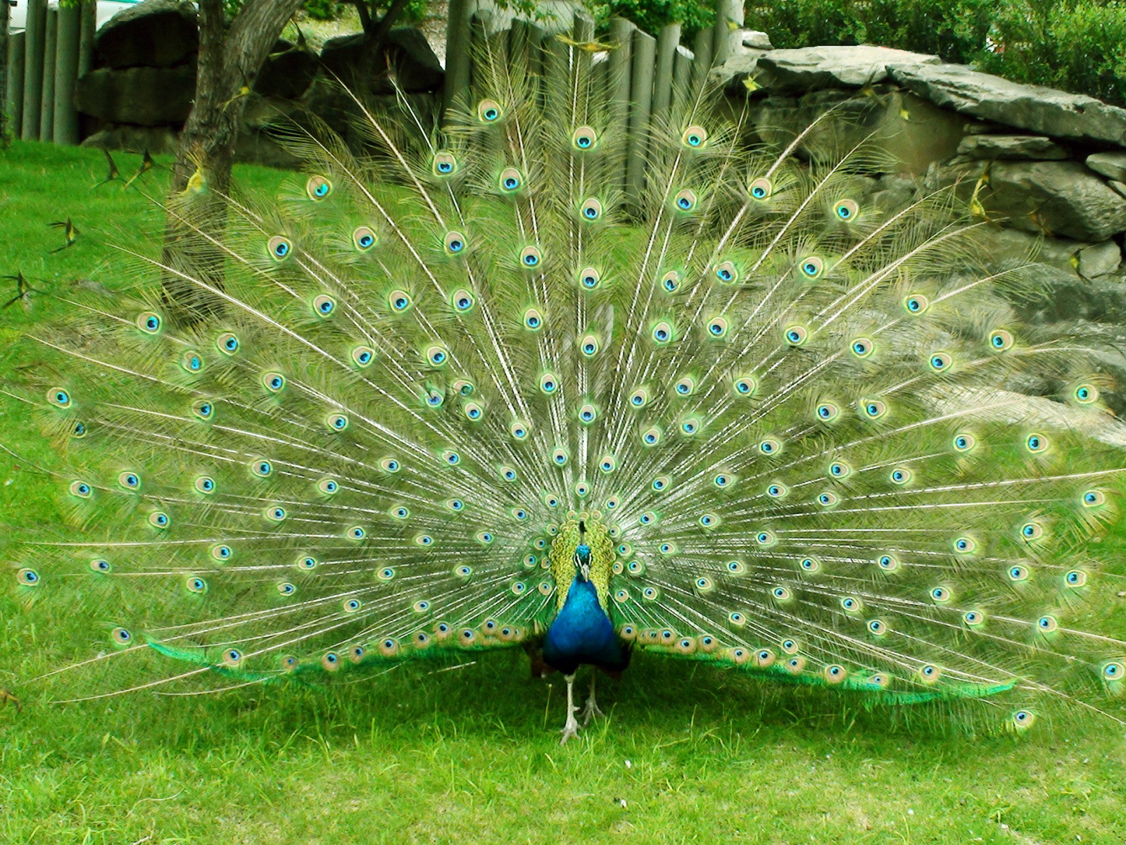 Best and Bautifull HD Wallpaper birds pecock,Peacock Wallpapers Images of love