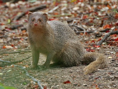 Small Asian mongoose