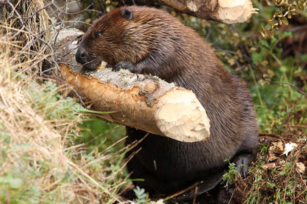 castoor mordiendo un tronco