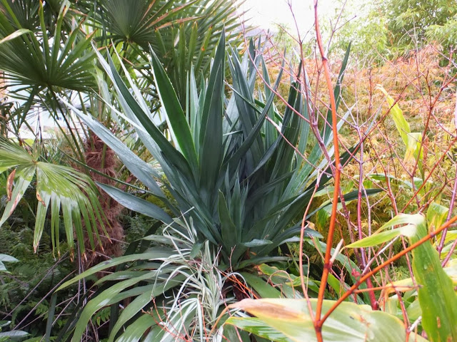 Yucca recurvifolia