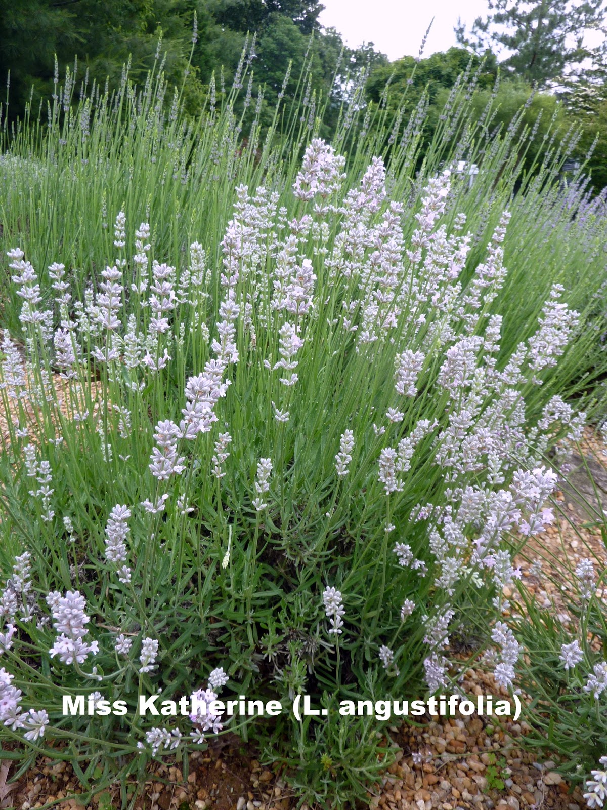 Blooming Hill Lavender Farm: Pretty In Pink--Lavender, That Is!