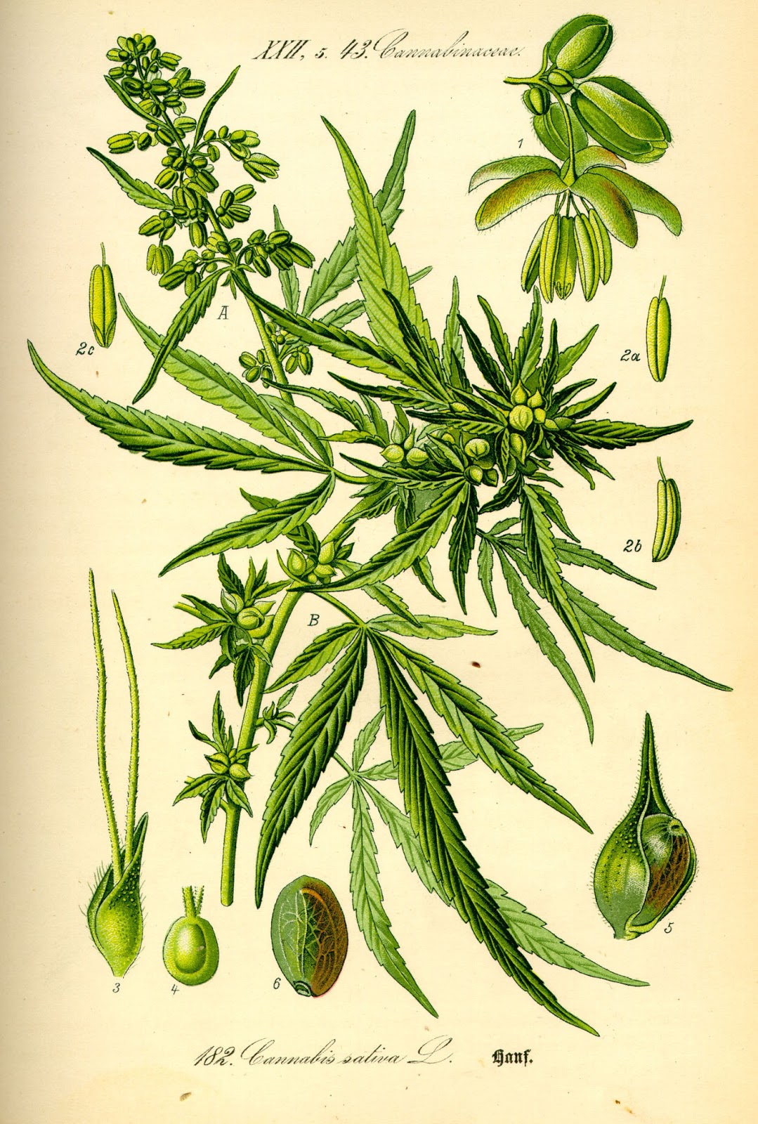 What is autoflowering cannabis?