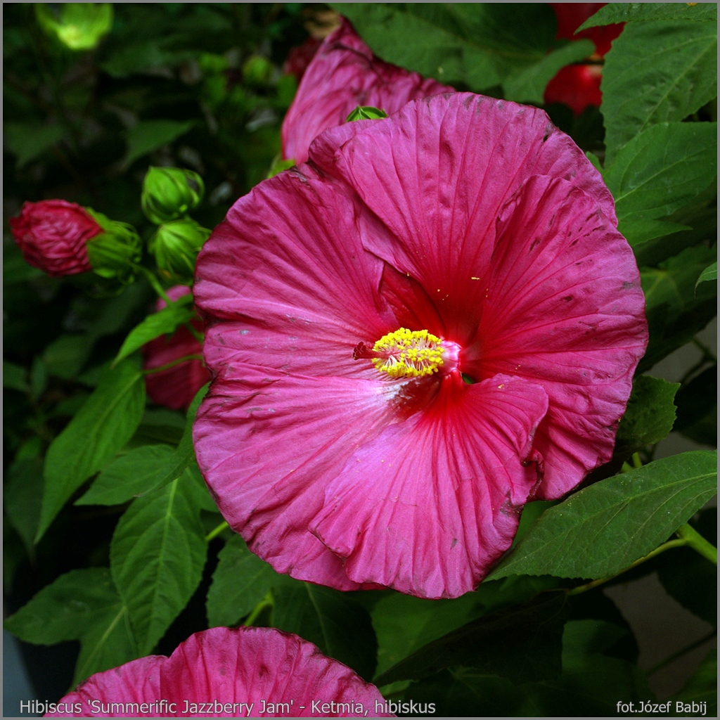 Plant Gallery Encyklopedia Roślin Hibiscus 'Summerific Jazzberry Jam