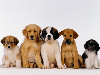 Pengetahuan Unik dan Menarik: 7 Anjing Paling Berbahaya