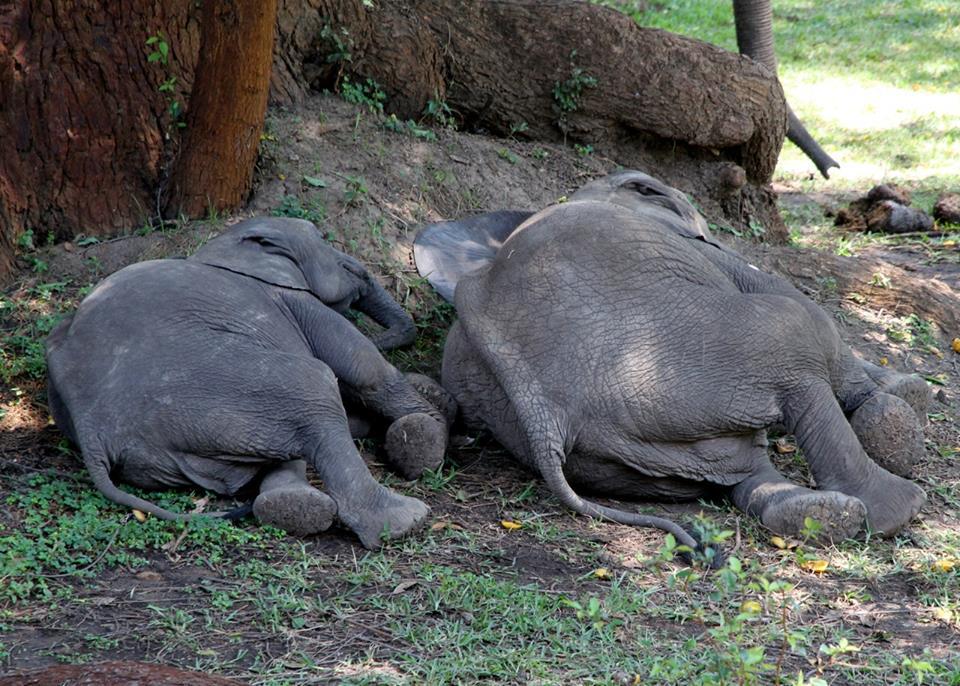 Slavenka & Obi Wild African elephants sleep for the shortest time of any mammal, according to a