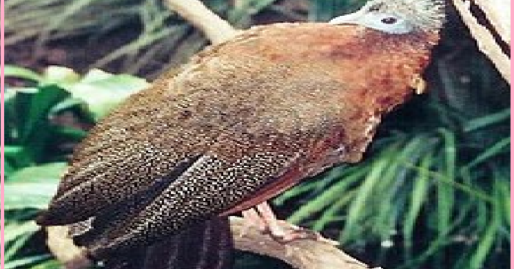 Cerita Anak Kisah Burung Ruai Jelmaan Putri Bungsu