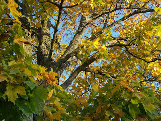 CIMG2569 - Födelsedagspromenad