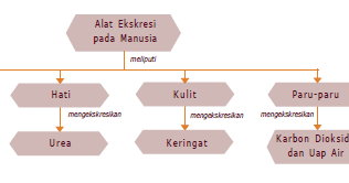 View Mind Mapping Sistem Pencernaan Hewan Dan Manusia Background