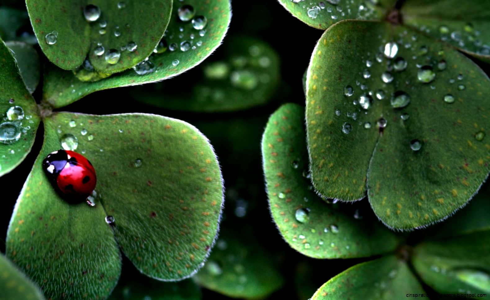 Free download computer hd wallpaper desktop background 3D