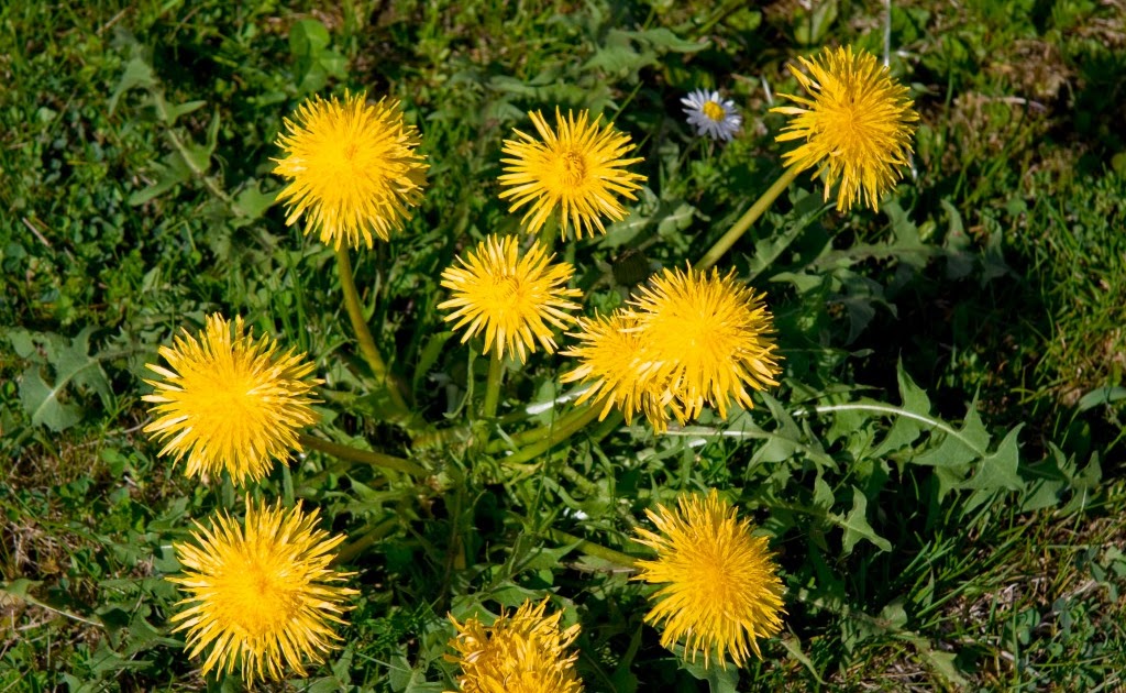 Рунический став одуванчик. Став излечение органов дыхания. Одуванчег. Рунический став от отеков ног. Книга растений дзен.