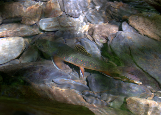 A beautiful brook trout rests after the release