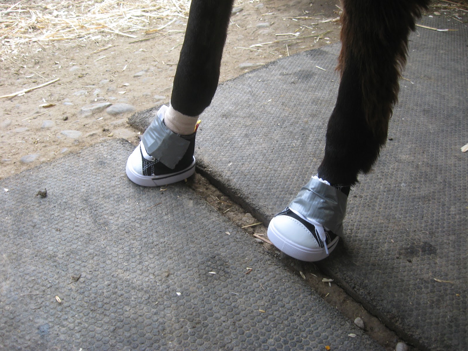 The Dancing Donkey Accessorizing