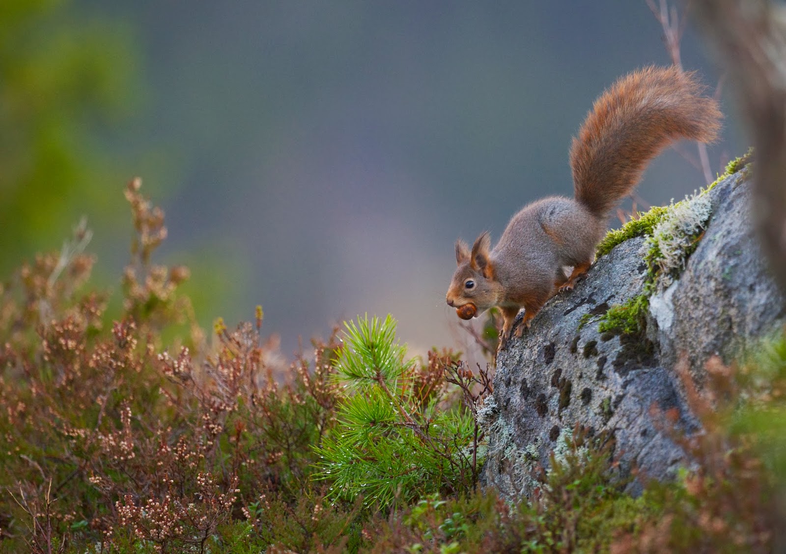 Naturfoto Einar Hugnes Fra Skj re Til Ekorn Mange Arter P Foringa naturfoto-einar-hugnes-fra-skj-re-til-ekorn-mange-arter-p-foringa