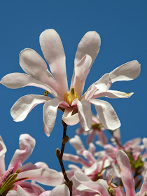 Magnolia x loebner Leonard Messel by garden muses-not another Toronto gardening blog