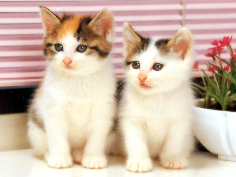 Cute Cats #3 | Cute Cats