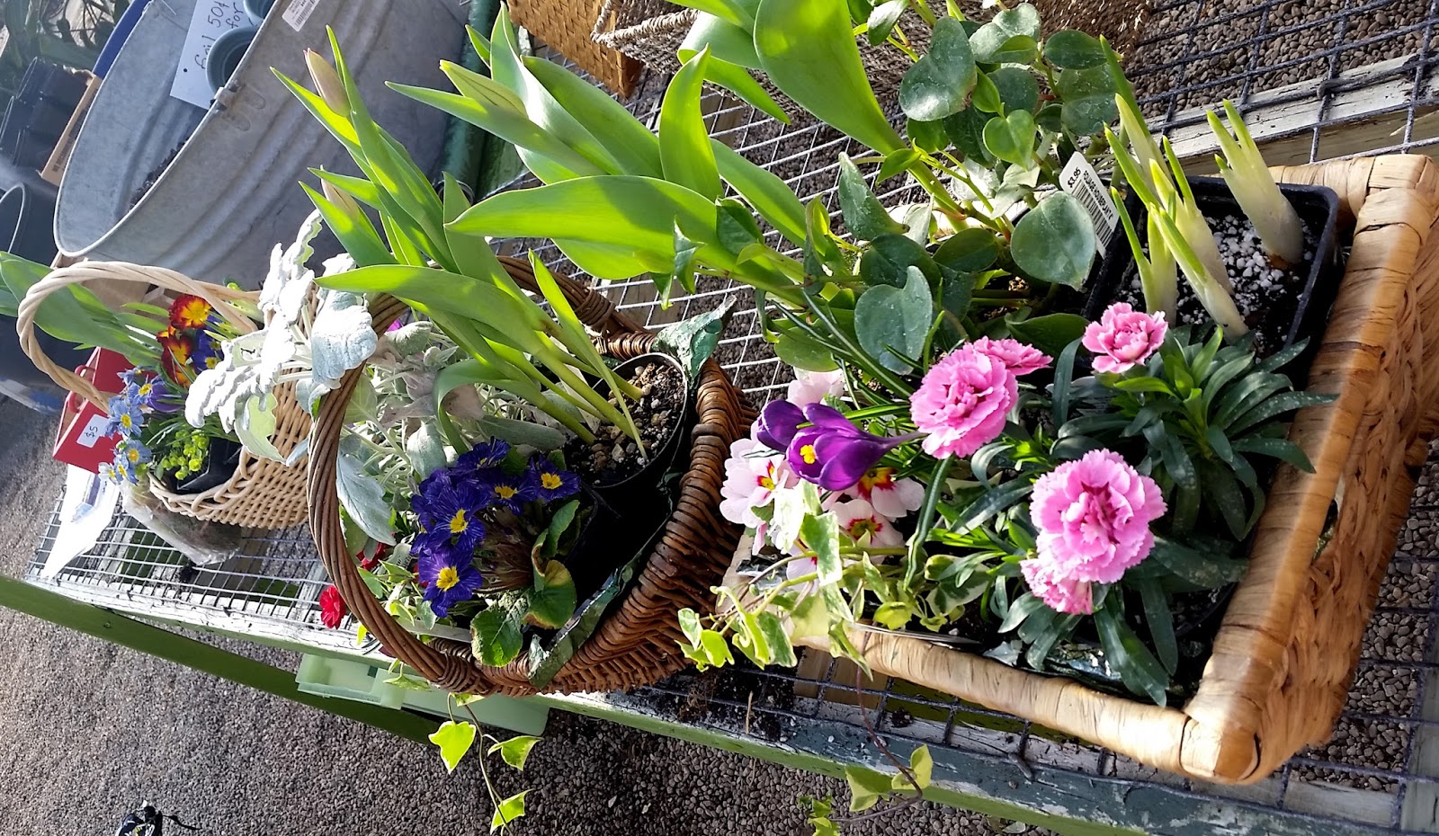 Edward's Greenhouse floral baskets