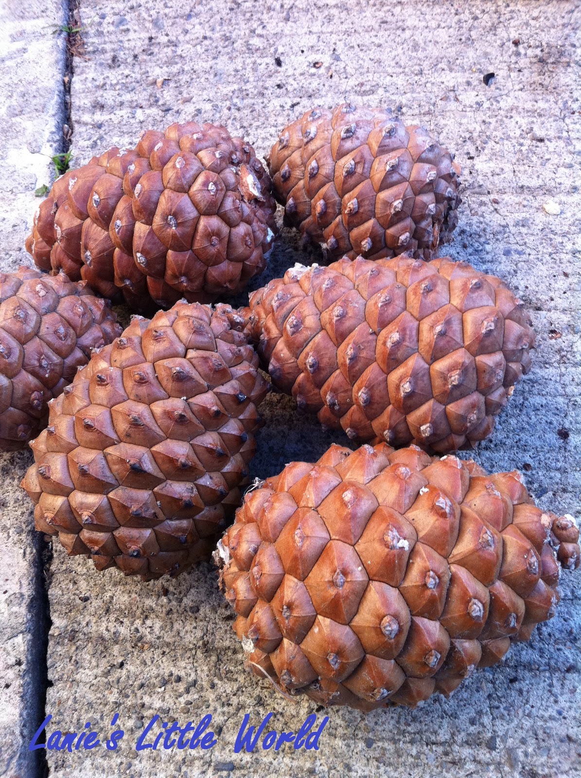 Lanie's Little World Pine Nuts!!!