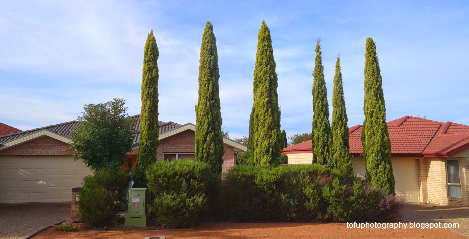 Tofu Photography Poplar trees in Bruce, Canberra