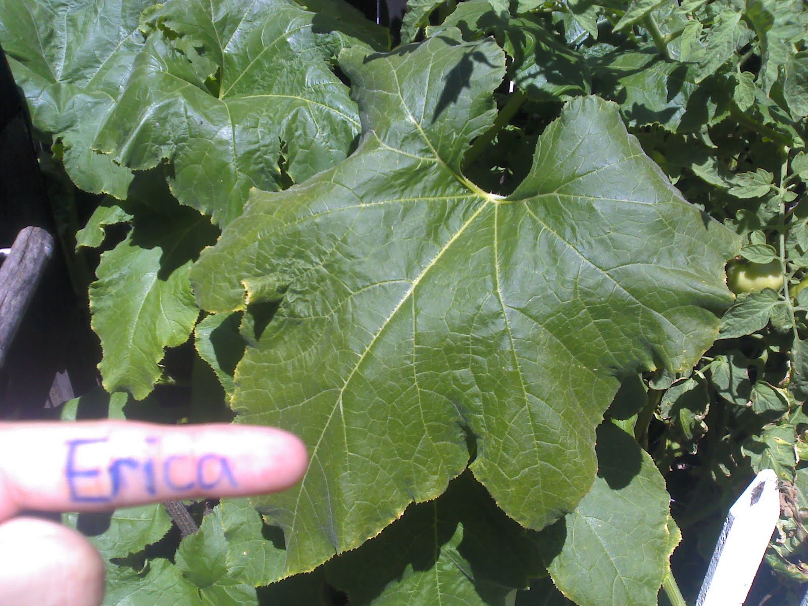 Erica's scavengerhunt Cuticle layer of a plant