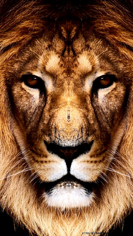 Download King Lion HD wallpaper for iPhone 5  5s
