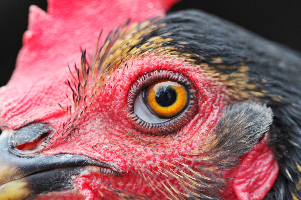 sassafras chicken details macro photography farm photography