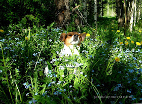 danishswedishfarmdog smelling wild flowers