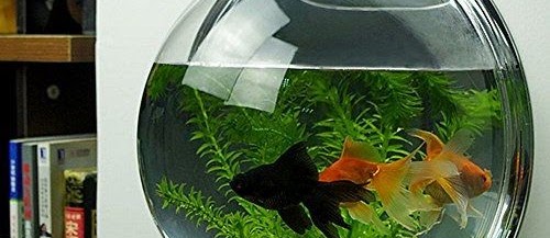 Harga Aquarium Mini Bulat