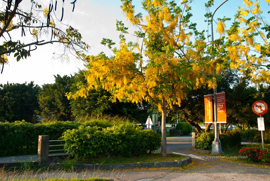 亞洲大學 阿勃勒 花海