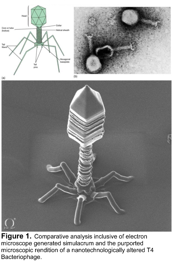 Бактериофагия. Бактериофаг микроскопия. Бактериофаг т4. Бактериофаг т4 строение. Вирус бактериофаг под микроскопом.