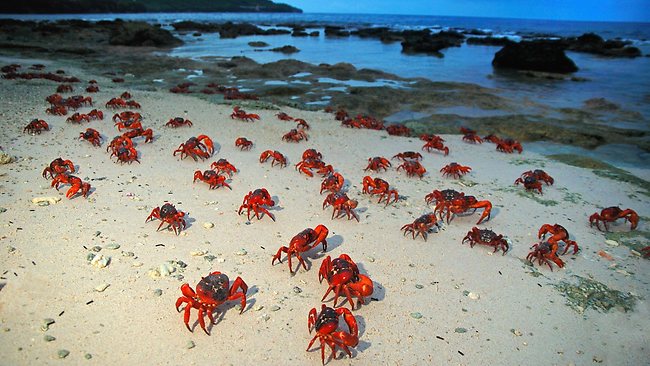 migracion del cangrejo rojo, christmas island