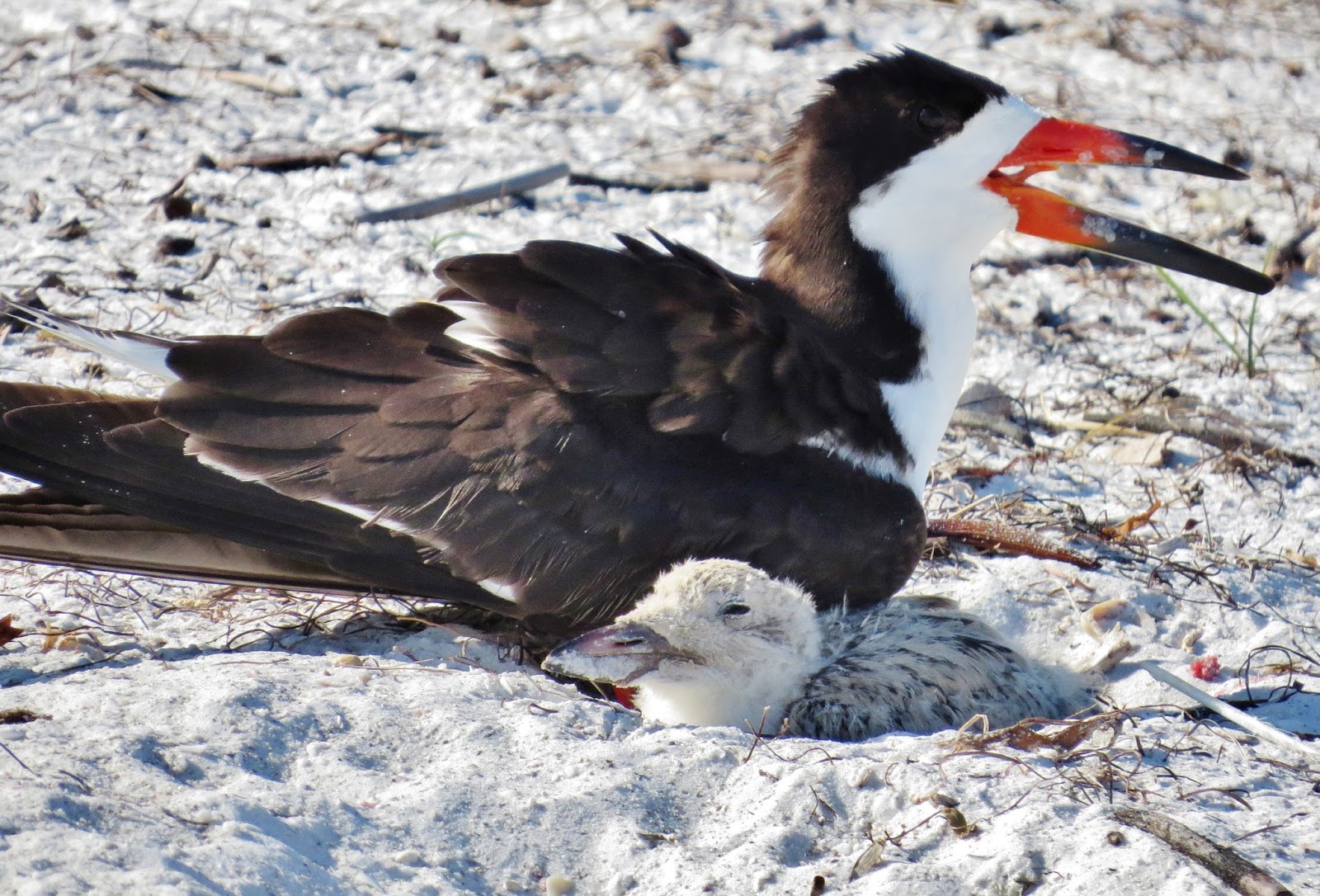 Florida Suncoast Birding Tropical Kingbird and Common Terns