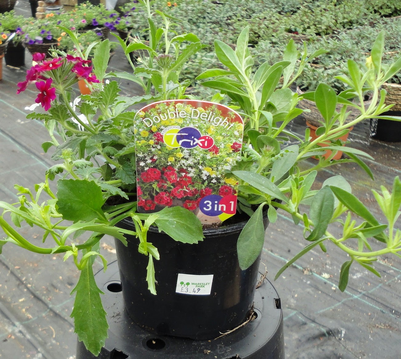 Plants and Gardening news from waresley park garden centre