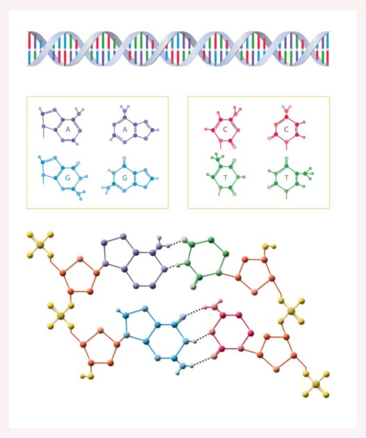 peptides-pharma-times-now