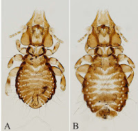 http://sciencythoughts.blogspot.co.uk/2012/07/three-new-species-of-chewing-lice-from.html