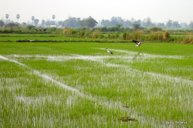 Sukhothai rice fields