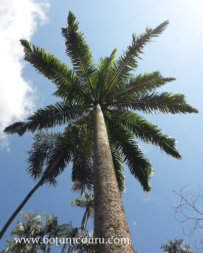 Roystonea oleracea, Caribbean Royal Palm tree