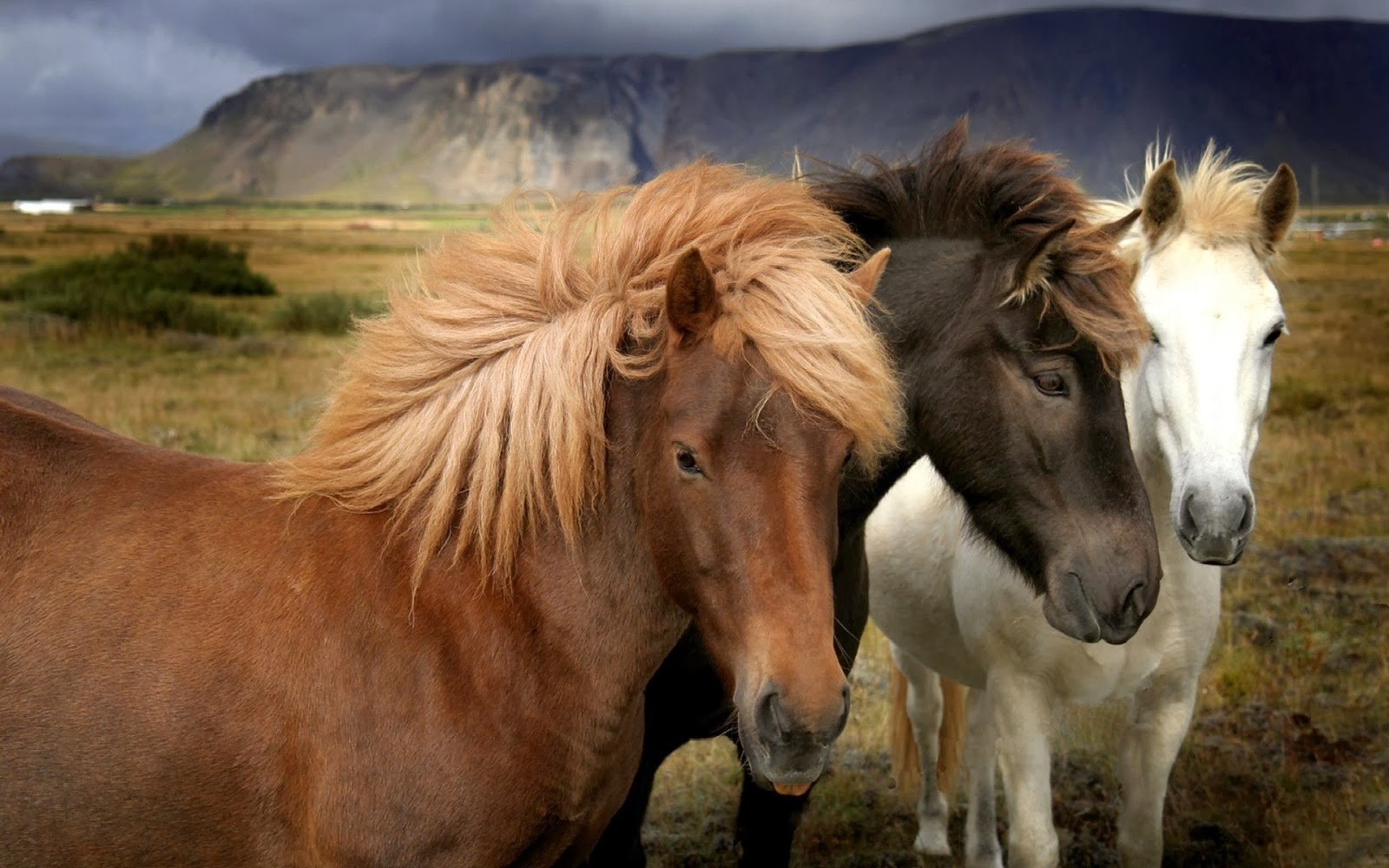Andy foto natura: Animales y paisajes