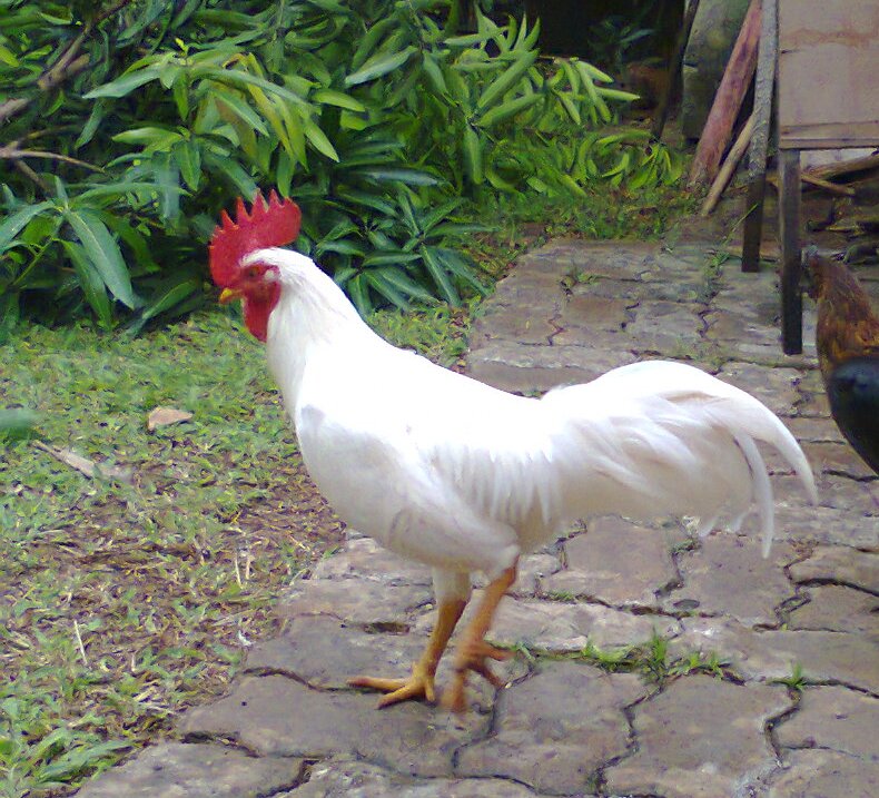 Sketsa Gambar Ayam Hitam Putih Keren