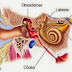 Otosclerose: o que é e como tratá-la 