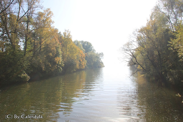 Bodensee Herbst Nebel
