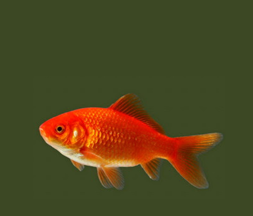 ♥ Mimpi mendapat ikan mas togel