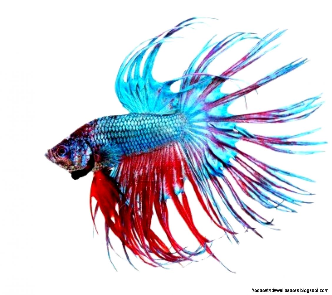 Betta Fish