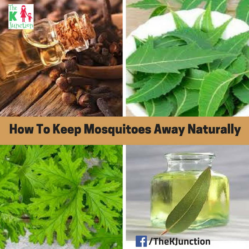 How To Keep Mosquitoes Away Naturally Tips & Tricks The K Junction