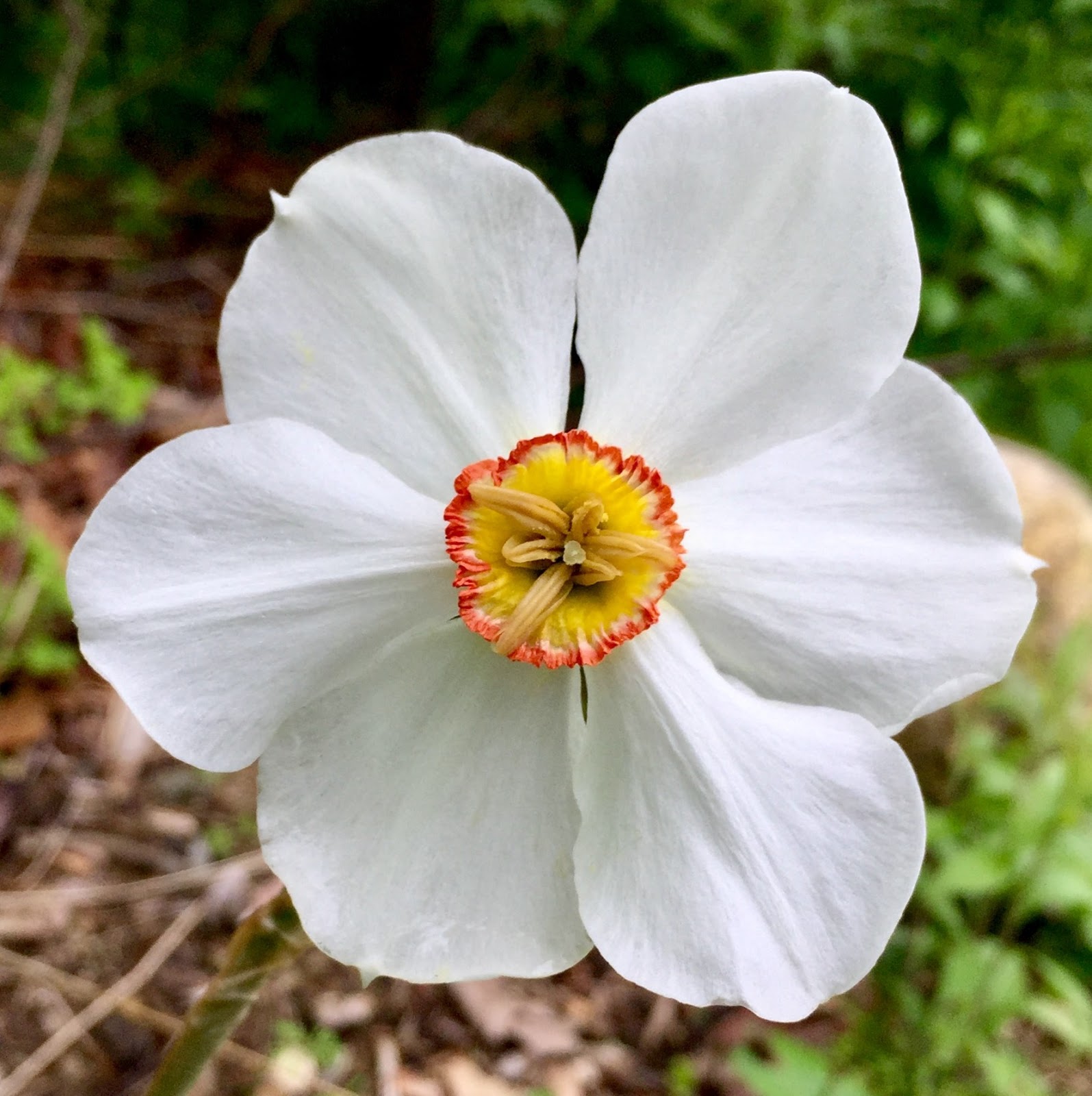 Red House Garden The Last Daffodil and What Eats It