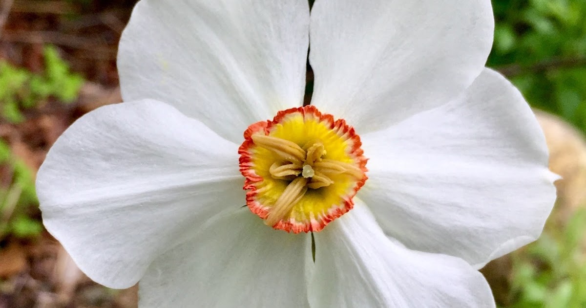 Red House Garden The Last Daffodil and What Eats It