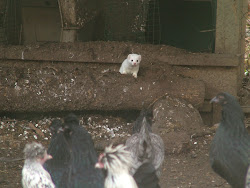 chicken ermine coup dose terrierman daily