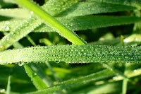 Gras mit Wasserperlen - Grass with waterpearls