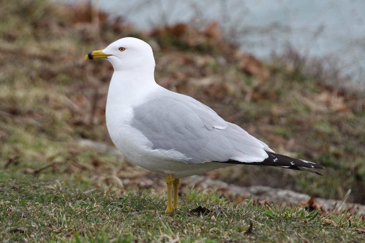 Michigan Exposures Some Seagulls