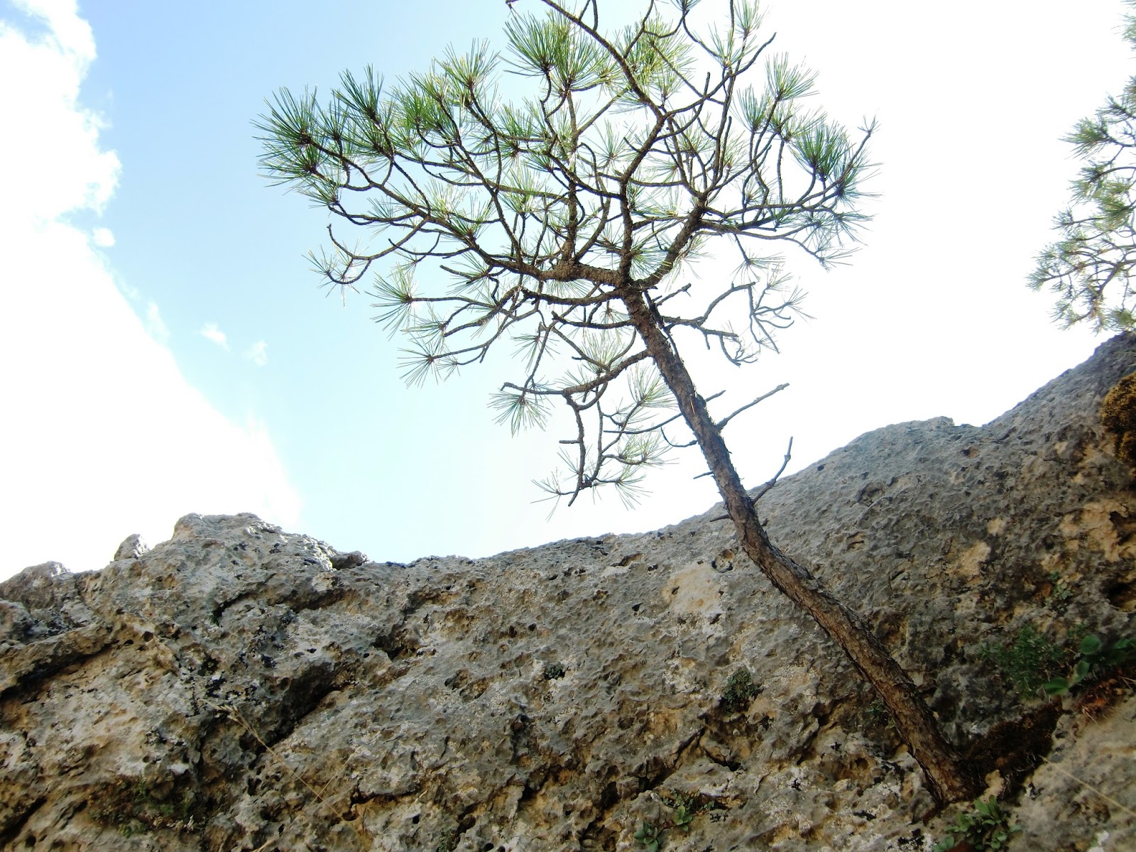 Plantas de Huerta Otea, Salamanca Pino negral, laricio (Pinus nigra)